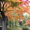 【さっぽろニュース】中島公園の美しい紅葉が見頃です♪