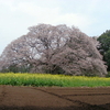 吉高の大桜＆佐倉チューリップまつり