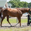 レベンディス、引き続きトレッドミルで。