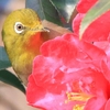 フォト・ライブラリー(567)福岡市植物園の花と鳥