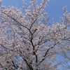 昨日の桜