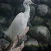 コサギ Egretta garzetta