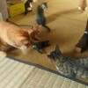 最近の子猫達の様子あれこれ