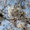 大河原一目千本桜・船岡城址公園