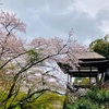 紫式部ゆかりの地「石山寺」でお花見