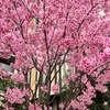 西門の桜 5分咲き！ (2023年3月22日）