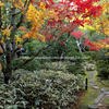 京都の秋　もみじ狩り　高桐院　本堂庭園の美しい紅葉