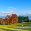 【長野・池田町】大峰高原の「七色大カエデ」の紅葉を見にいってきたよ！