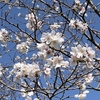 宮崎　桜便り　えっ！？　満開が過ぎちゃった？