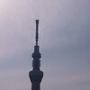 桜が満開 隅田川