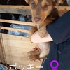 保護子犬「ポッキー」と「リン」に飼い主さんが決まりました🍀