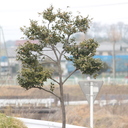 チクル妄想工房