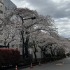 2023年の桜・さくら・サク③・・・見事に咲きました！