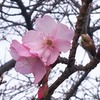 西平畑公園の桜