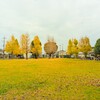 銀杏の秋（６）イチョウ公園～つくば市とその周辺の風景写真案内（５９９）