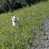テン🐾はじめてのお山…