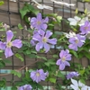 ５月の庭は白とピンクと紫と…