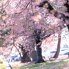 春の光と河津桜