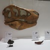 展示方法の検討: ミニ化石を美しく、教育的に