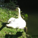 弘前公園に住んでいる白鳥