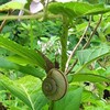 佐渡　紫陽花とカタツムリ