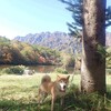 柴犬館長　秋の小旅行　その２