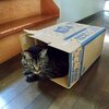 猫兎猫ちゃんねる-にゃんとにゃん-nyan to nyan-　その44