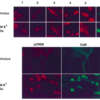 Translocation of calmodulin to the nucleus supports CREB phosphorylation in hippocampal neurons.