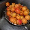 あんずジャム作ったりとんぼ登りしたり