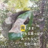 今日の五行歌193～青いまま