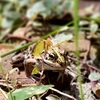 初秋の庭、カエルとゴーヤ