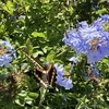 裏庭の収穫と昆虫と時季外れの紫陽花　～オレンジ家の裏庭だより