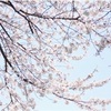 桜があちこちで