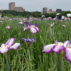 #150　江戸川・小岩菖蒲園