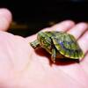 🐢祝!!かめお1周年🐢