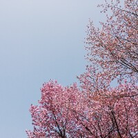 桜の季節/鯉のぼり/母の日