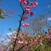 八重瀬公園の桜、咲いてたよ！