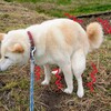 またやってしまった・・ボラギノール再び？(´Д｀)