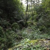 Mountain Path　山道