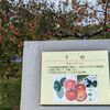 【弘前市りんご公園】リンゴ収穫体験ができる！！
