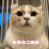 雨田甘夏、年末のご挨拶です。