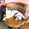 チェンマイMAYAからすぐの超ドローカル食堂＆おかず屋さんの”ヨガ猫”から思った動物との触れ合い方