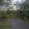 台風の影響で...   大川のブラックバス