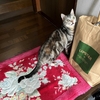 「猫のお家」を解体するのが難しい年