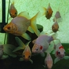カワセミ水族館の金魚 玉サバ 玉錦