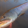 釣りに殺気は存在するのか。