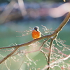 週末の鳥撮り[カワセミ][カルガモ]