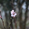 春の花々・・・アーモンドの花