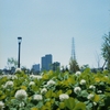 ようやくRICOH Auto Halfをつかってみた