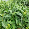 四番茶芽が生育開始